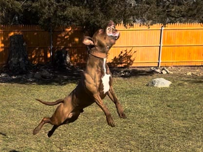 Santos Bullz Pit Bull Breeder