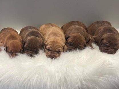 Pit Bull Puppies For Sale