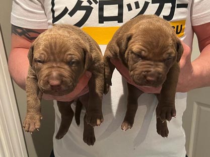 American Pit Bull Puppies for Sale 