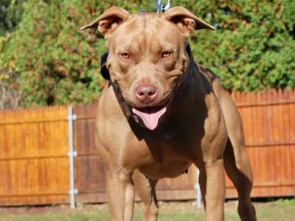 ADBA Top Athletic Dogs