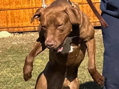 American Pitbull Breedings