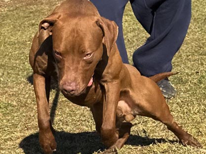 ADBA Pit Bull Breeder