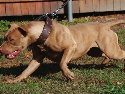 Pit Bull Breedings