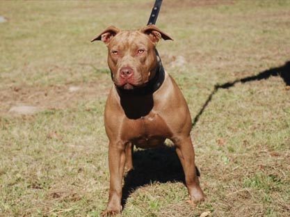 American Pit Bull Breeder